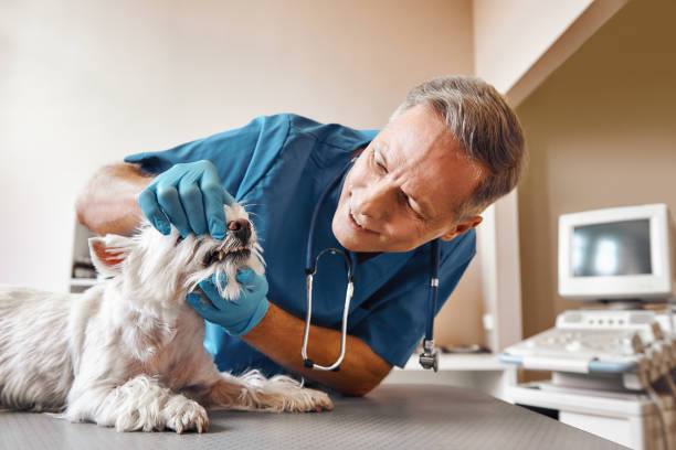 Best Emergency X-Rays and Diagnostics in Atwater, CA